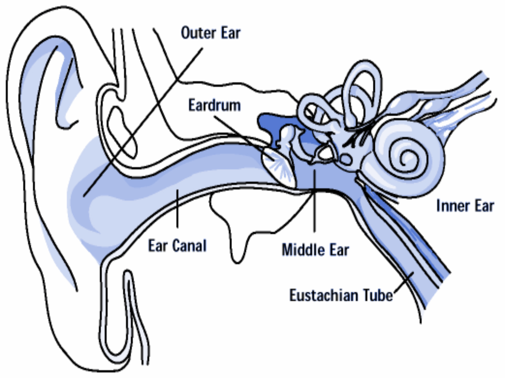 Inside Ear
